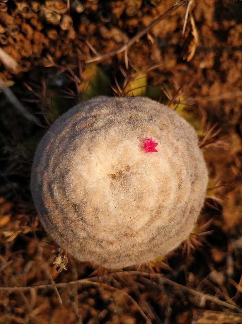 Melocactus andinus