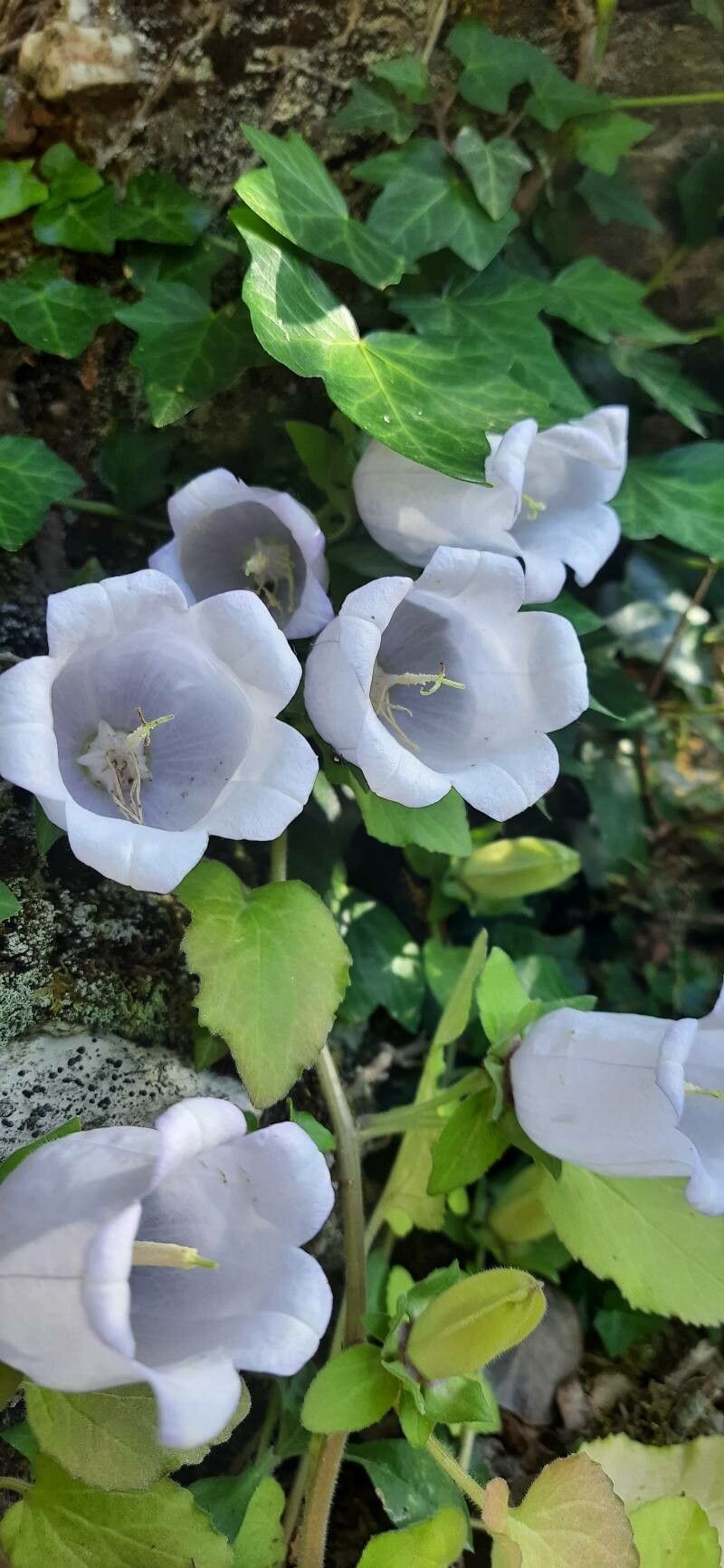 Campanula incurva flower