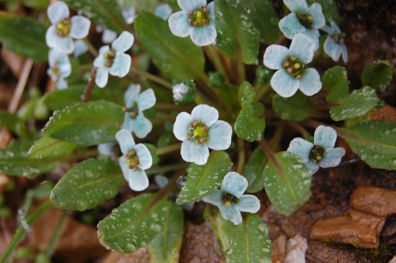 Eutrema scapiflorum — related species from the same genus