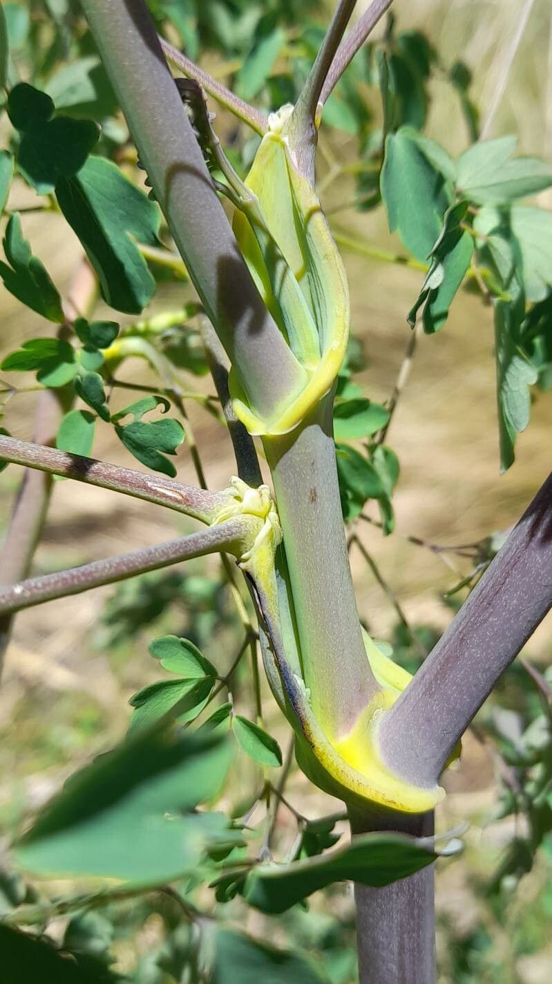 Thalictrum decipiens bark