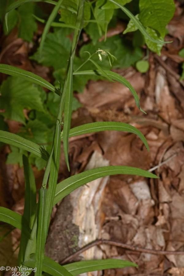 Boechera laevigata — search result for 'Southeastern Canada'