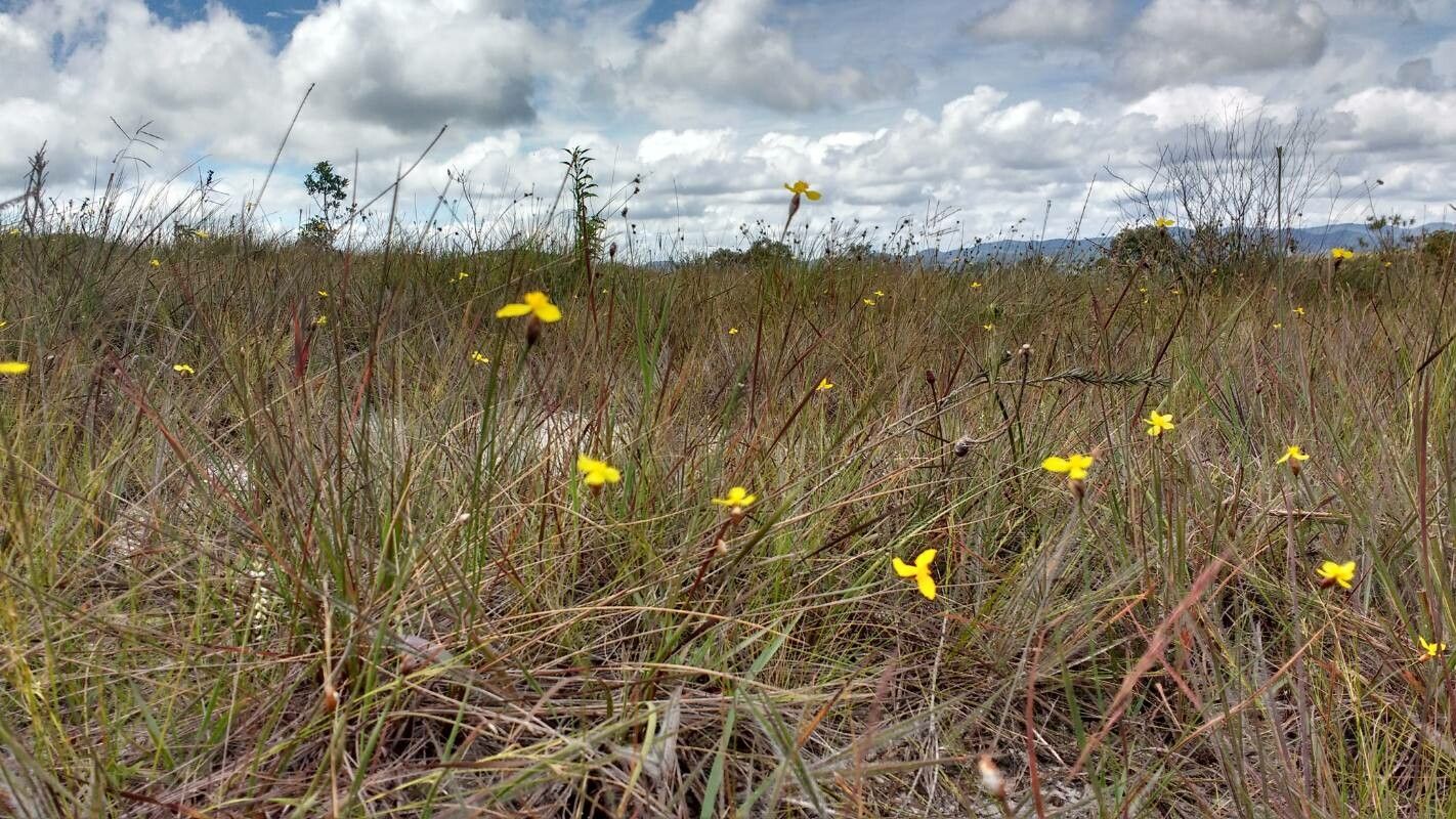 Xyris jupicai flower