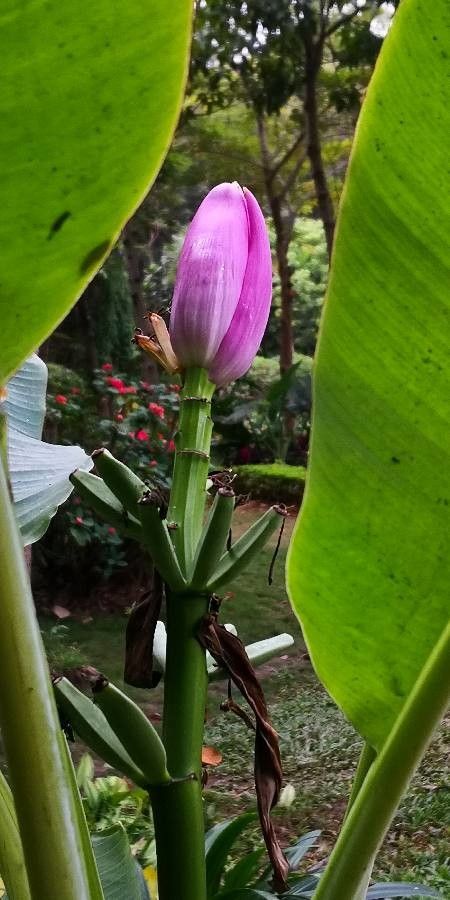Musa velutina flower