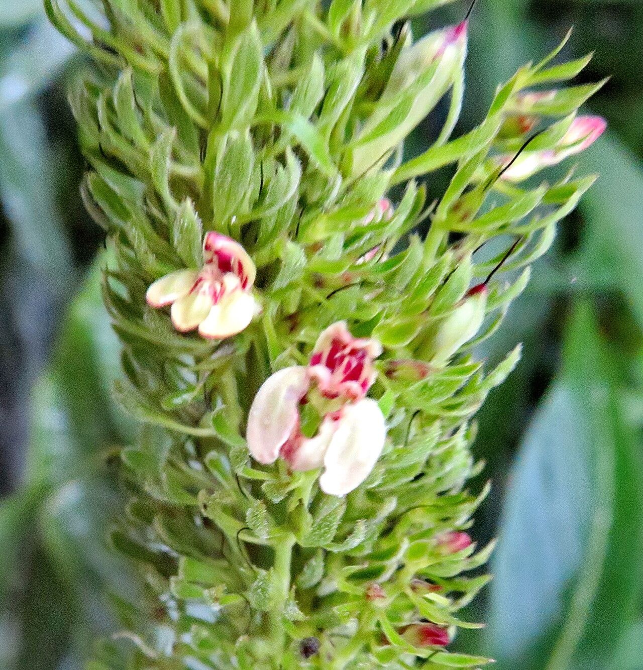 Justicia wasshauseniana — houseplant care guide