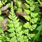 Cystopteris fragilis