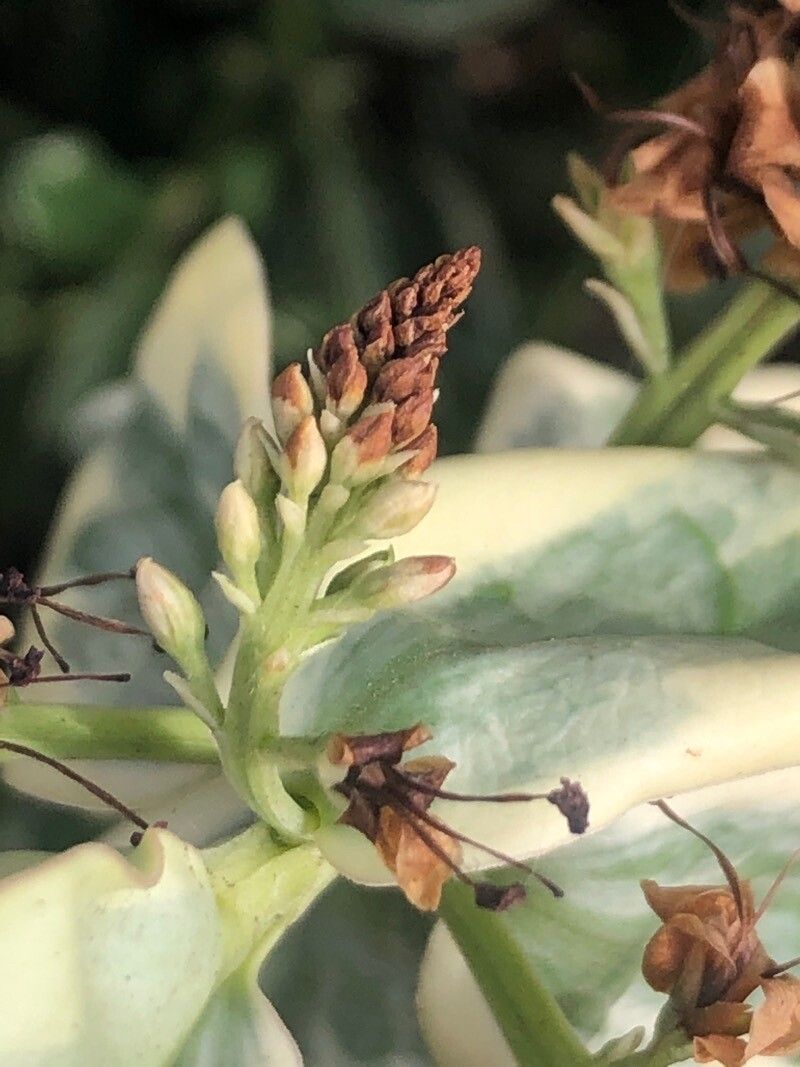 Hebe franciscana flower