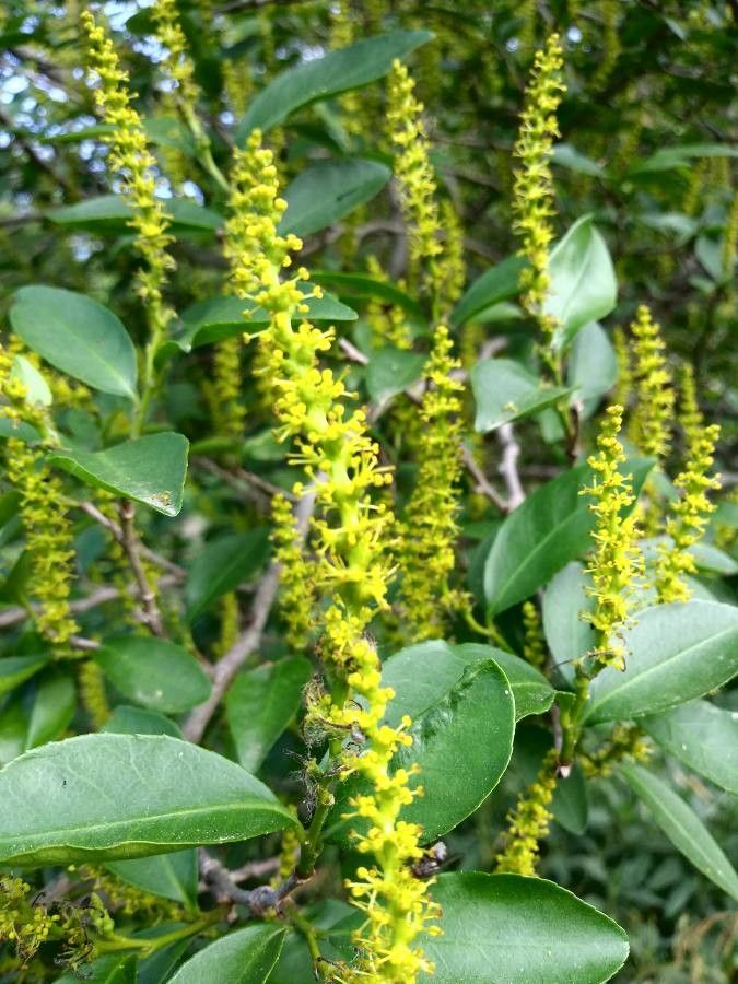Sebastiania brasiliensis flower