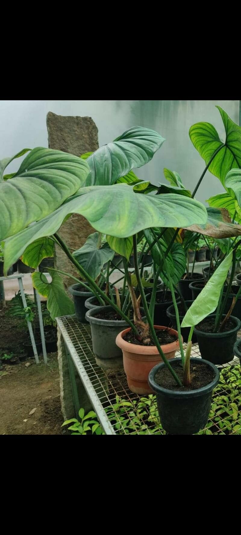 Anthurium watermaliense — search result for 'Anthurium'