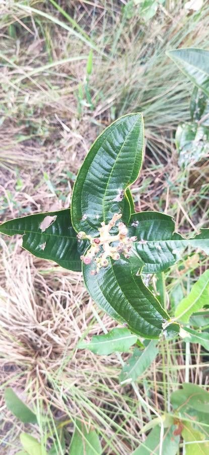 Miconia multispicata flower