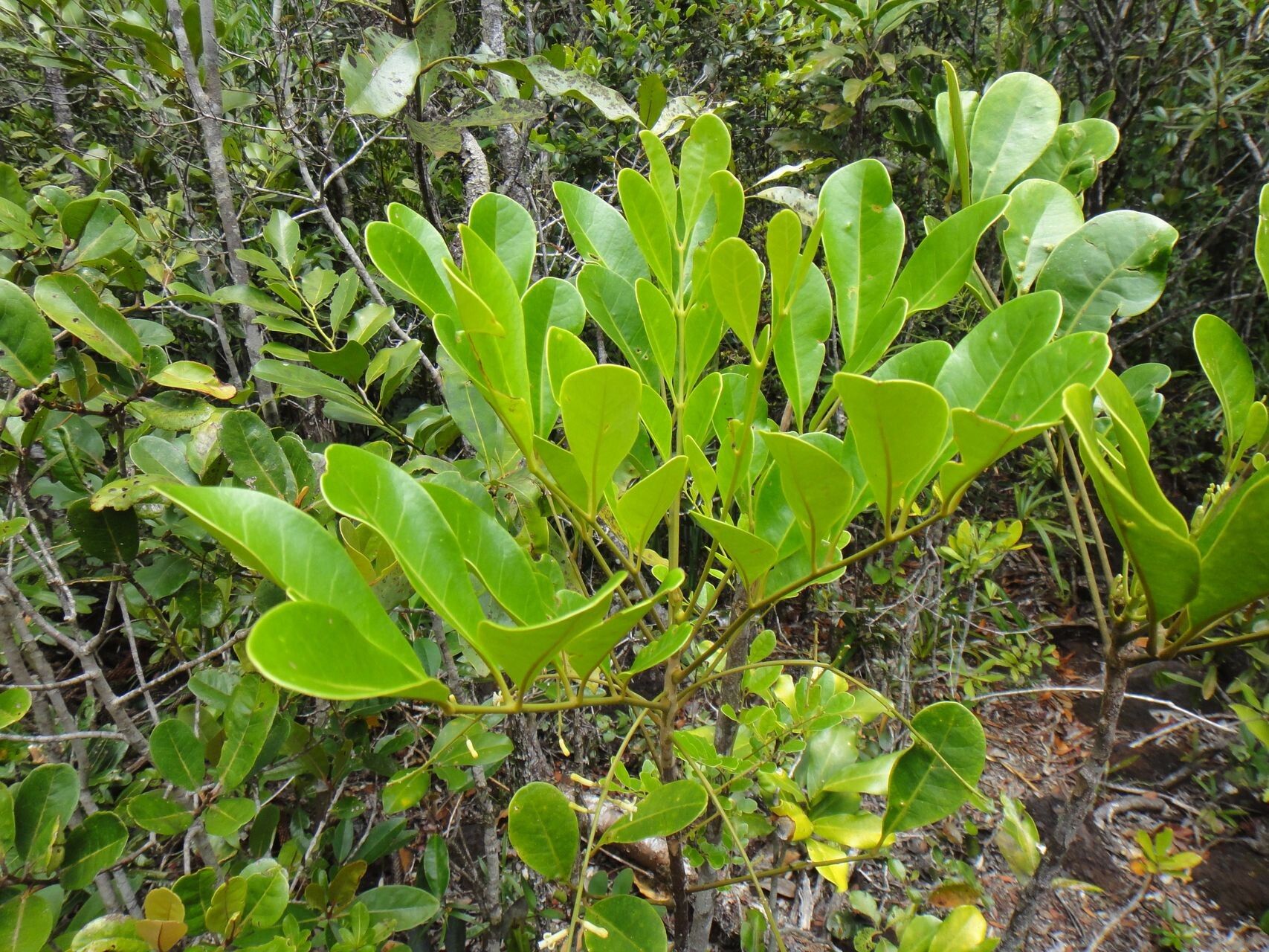 Didymocheton canalensis habit
