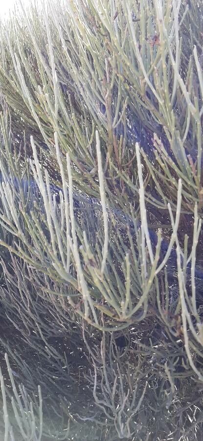 Cytisus supranubius — search result for 'Retama'