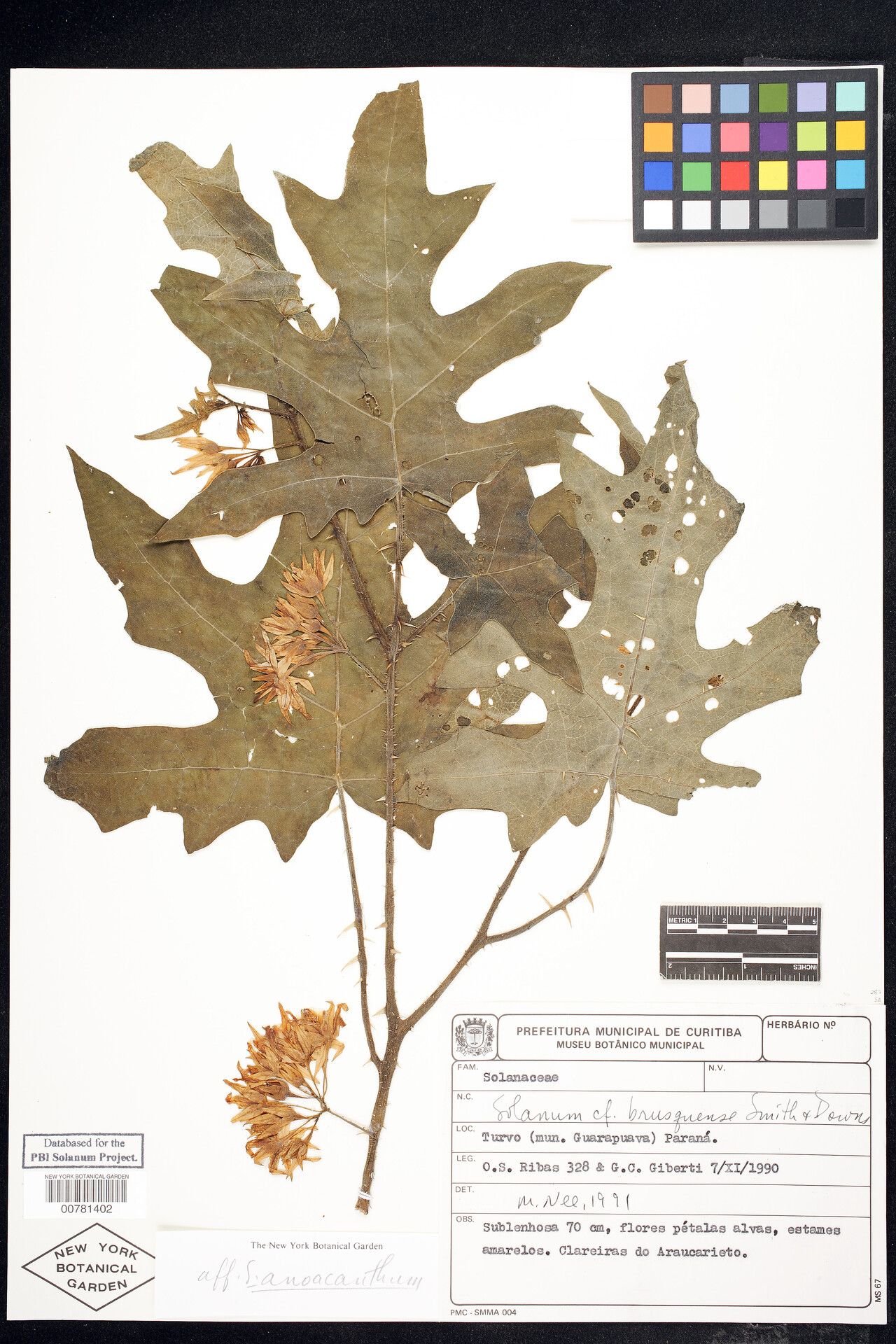 Solanum anoacanthum — houseplant care guide