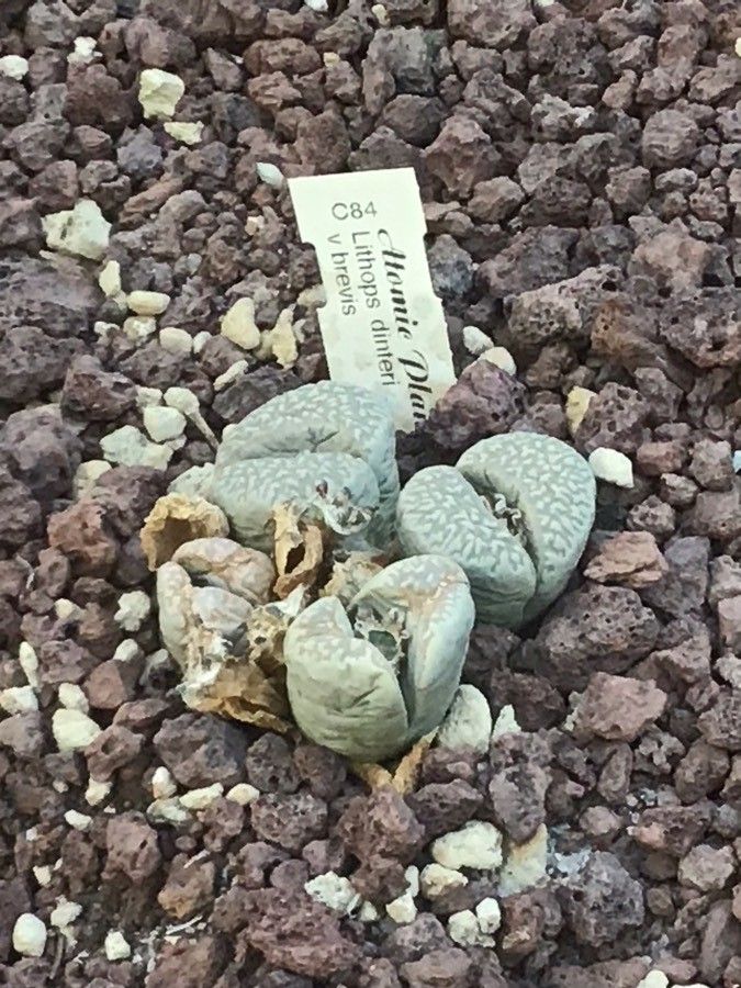 Lithops dinteri — search result for 'Lithops'