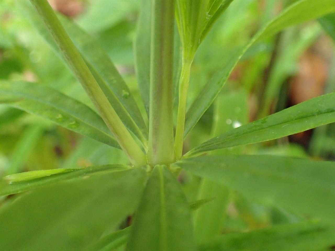Galium aristatum bark