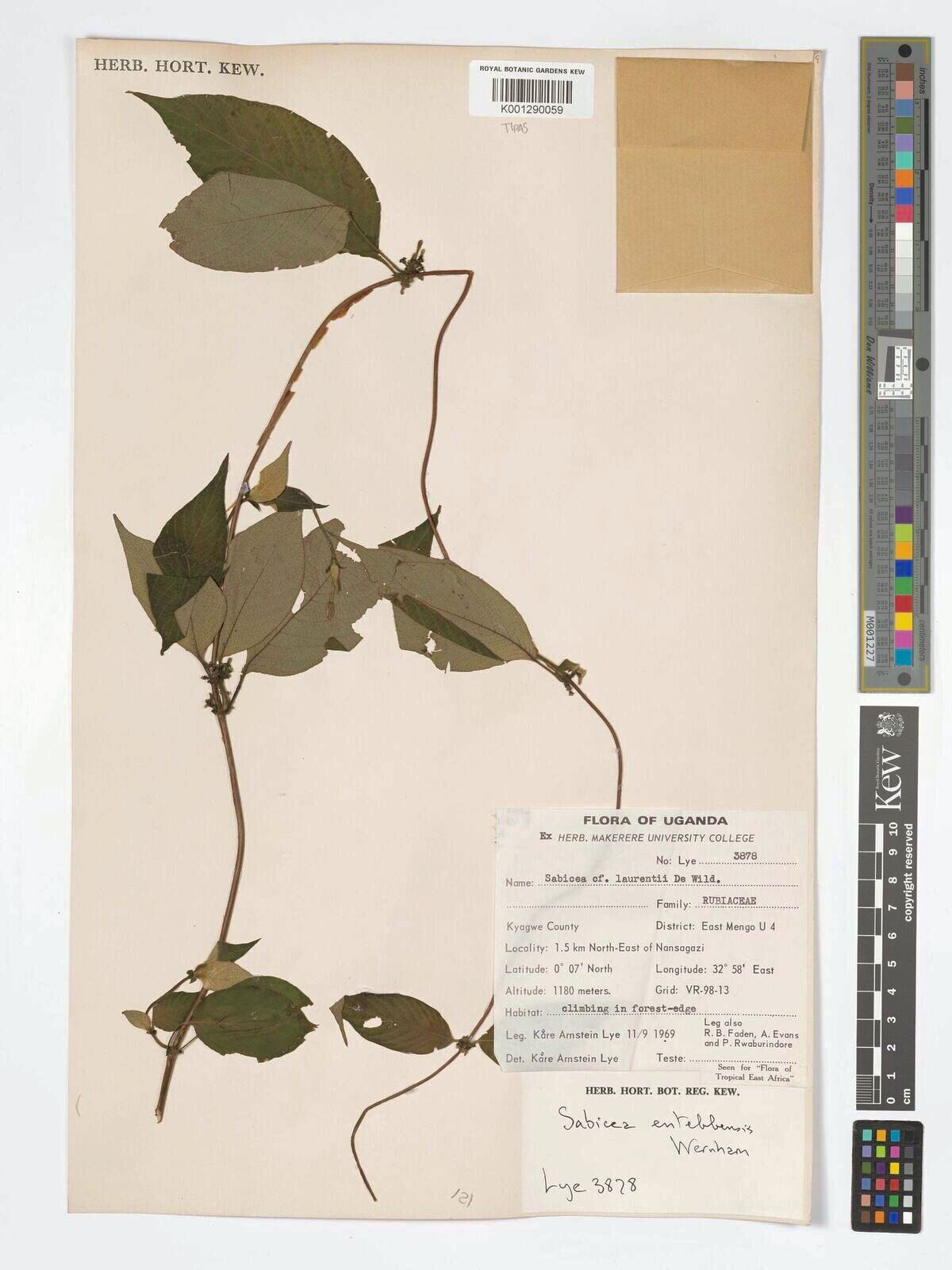 Sabicea longepetiolata — houseplant care guide