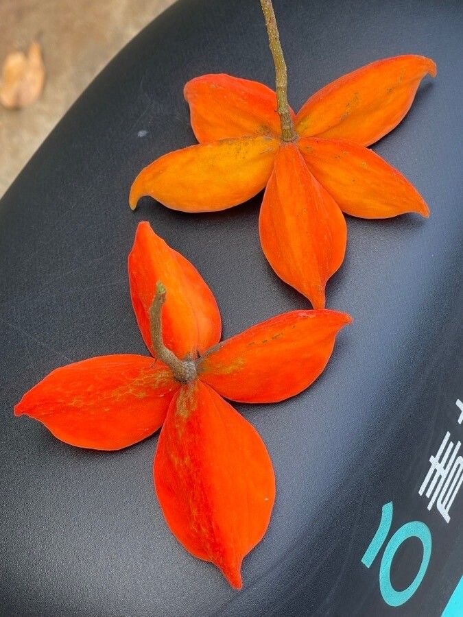Sterculia monosperma flower