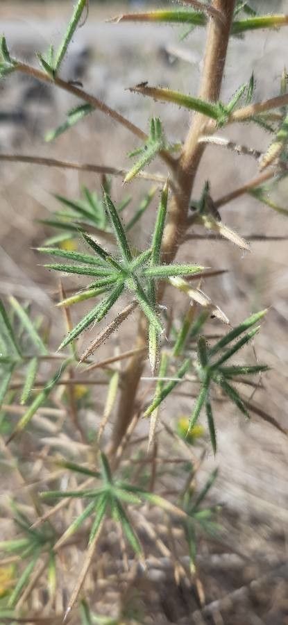 Centromadia parryi — houseplant care guide