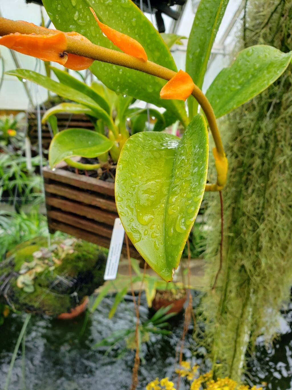 Dendrobium ornatum — houseplant care guide