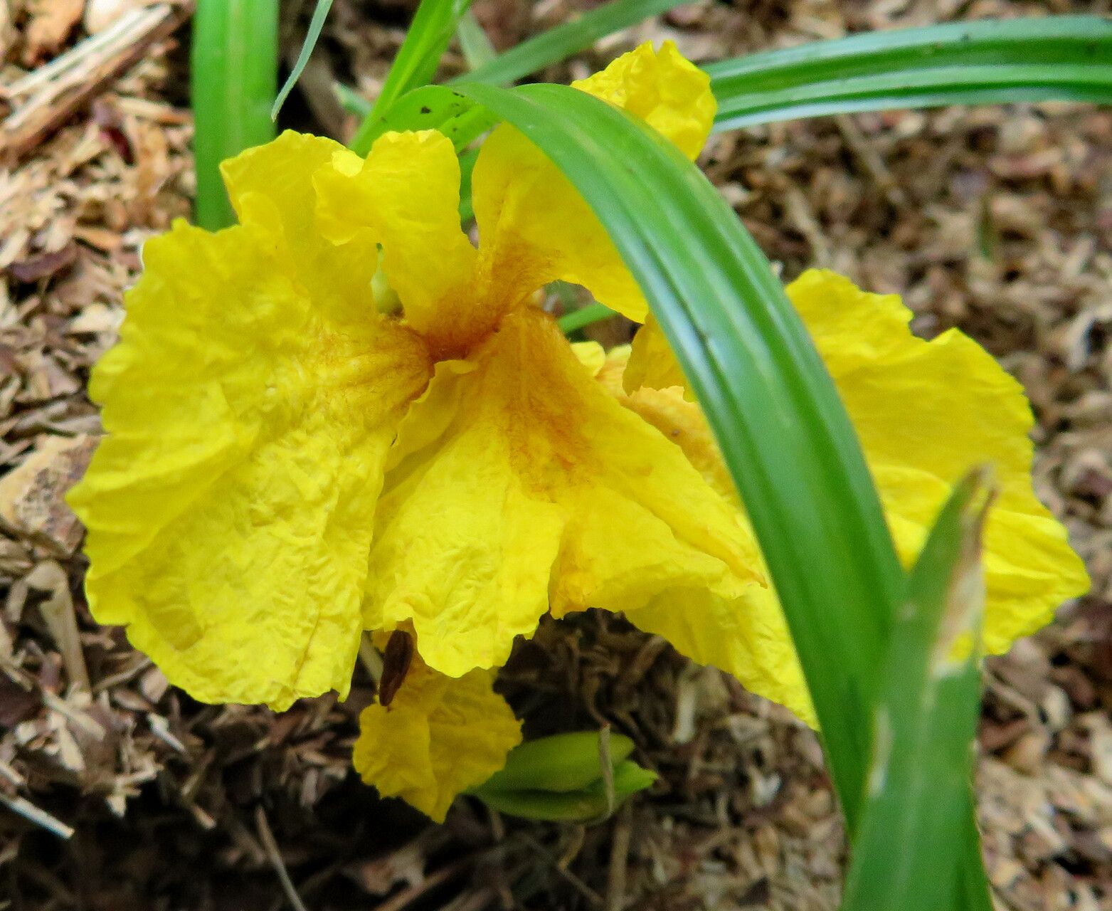 Biancaea sappan flower