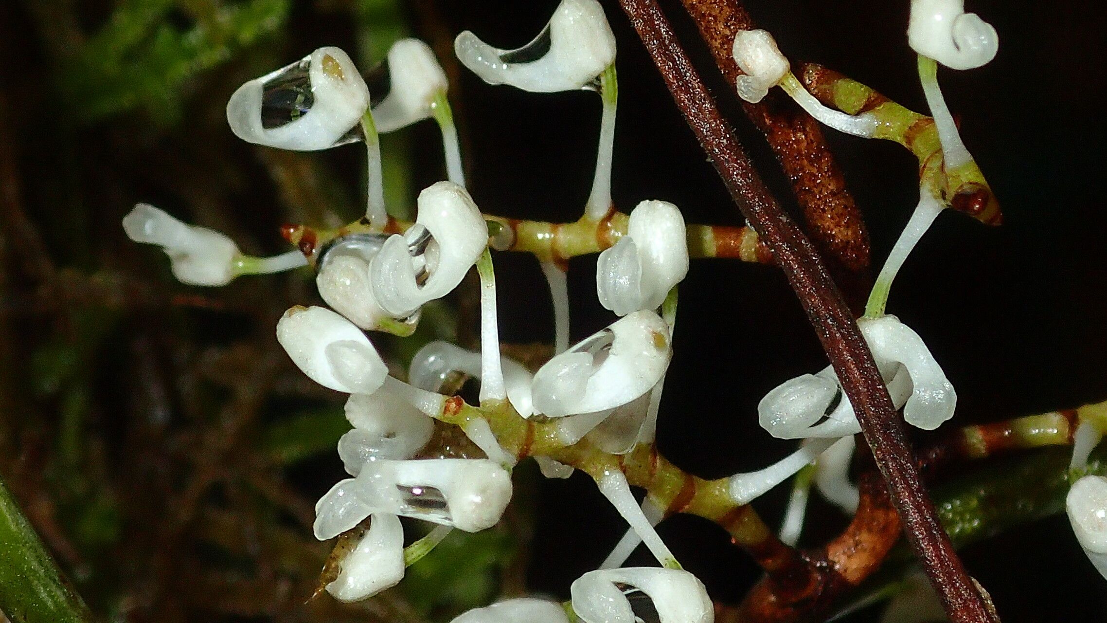 Microcoelia aphylla — related species from the same genus