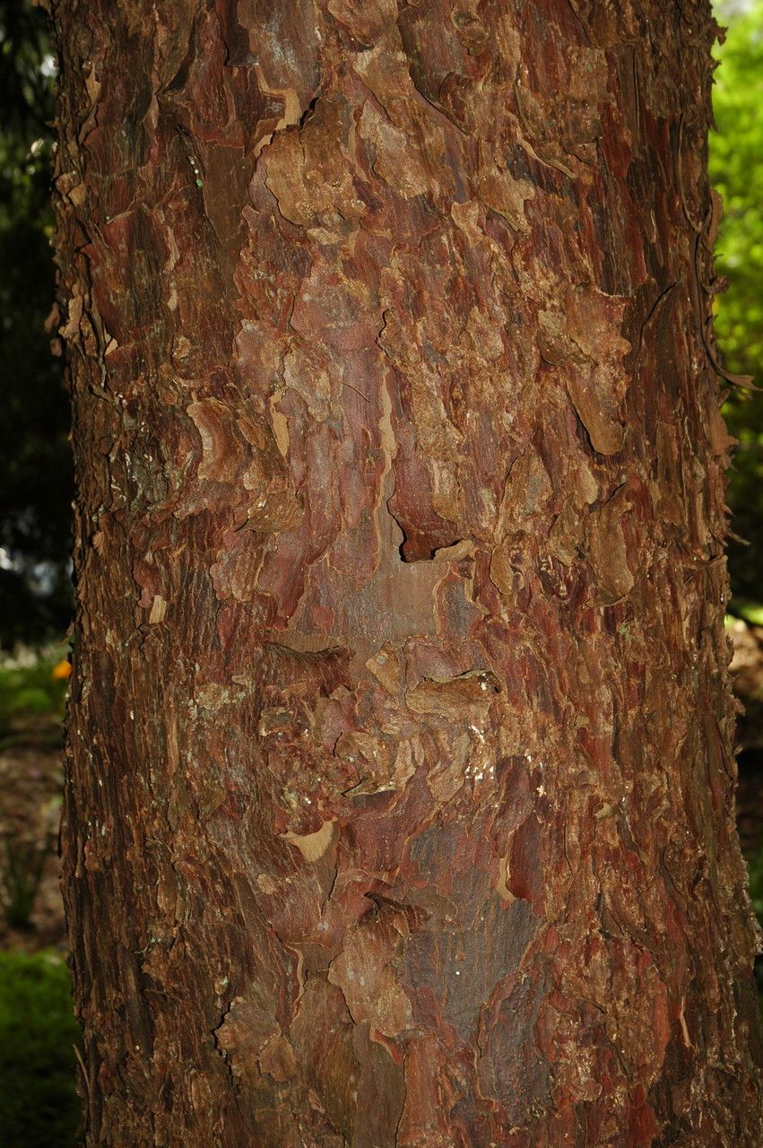 Afrocarpus usambarensis bark