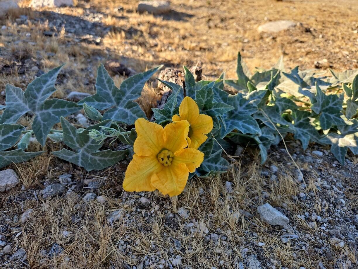 Cucurbita palmata flower