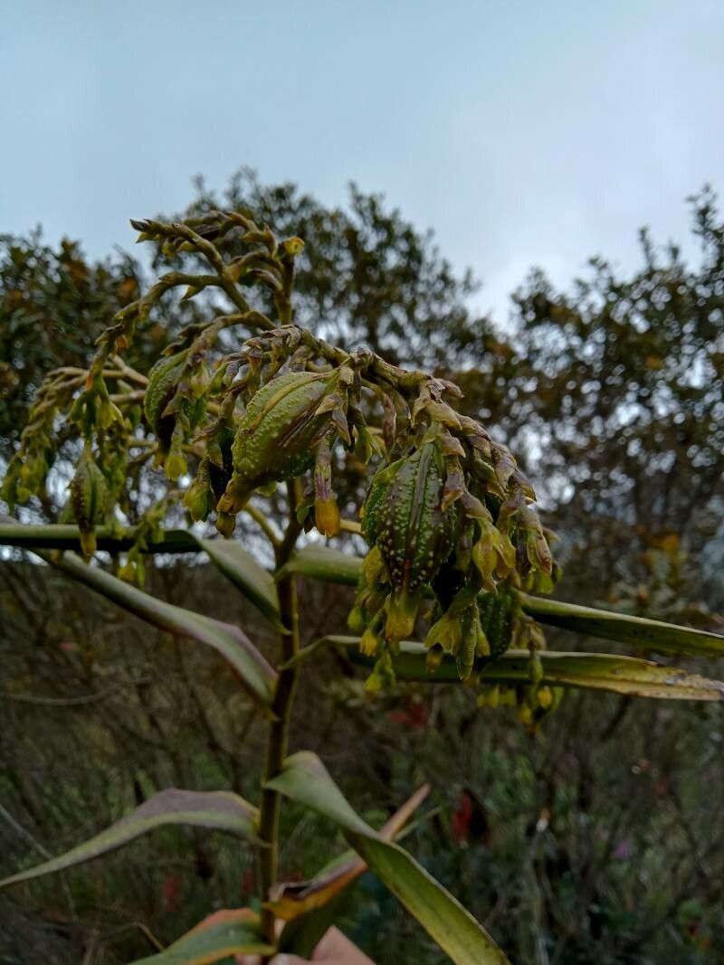 Epidendrum bogotense flower