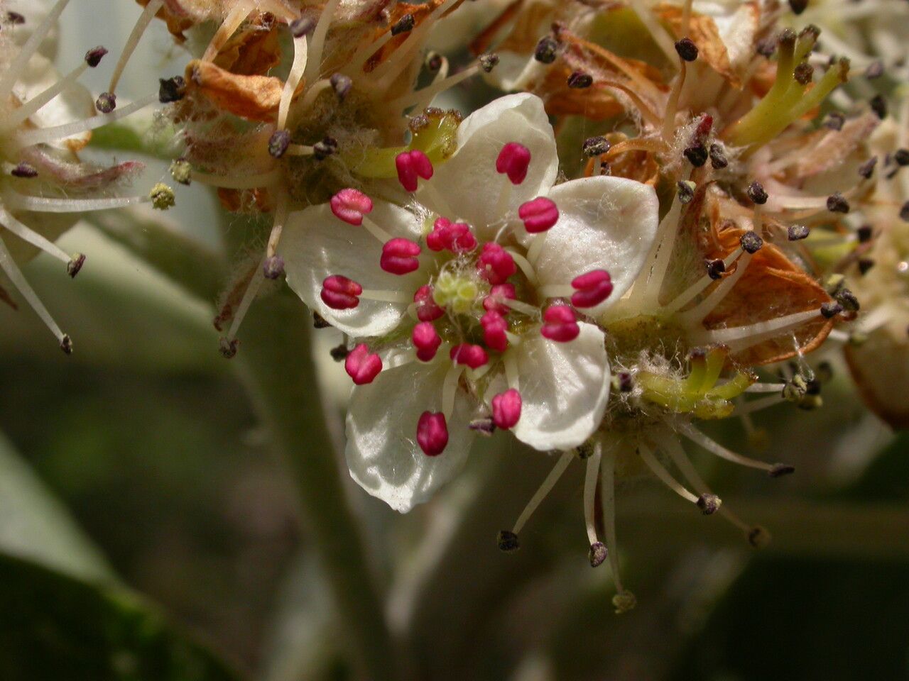 Sorbus sharmae flower