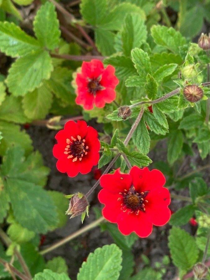 Potentilla atrosanguinea flower