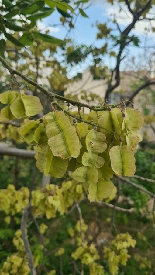 Piscidia carthagenensis — related species from the same genus