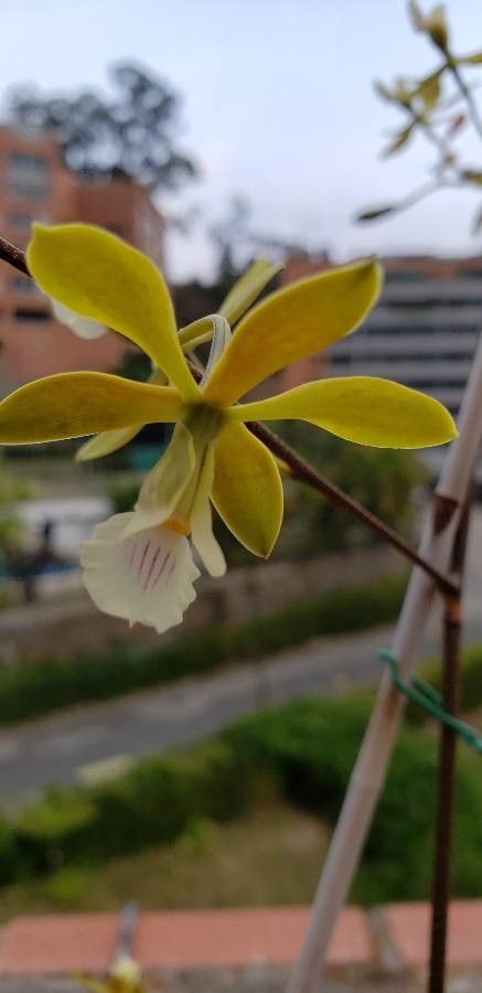 Encyclia tampensis flower