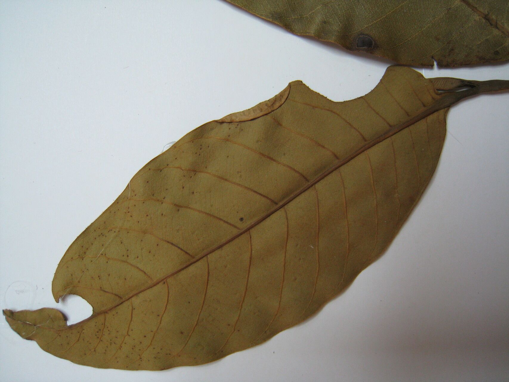 Caraipa racemosa — houseplant care guide