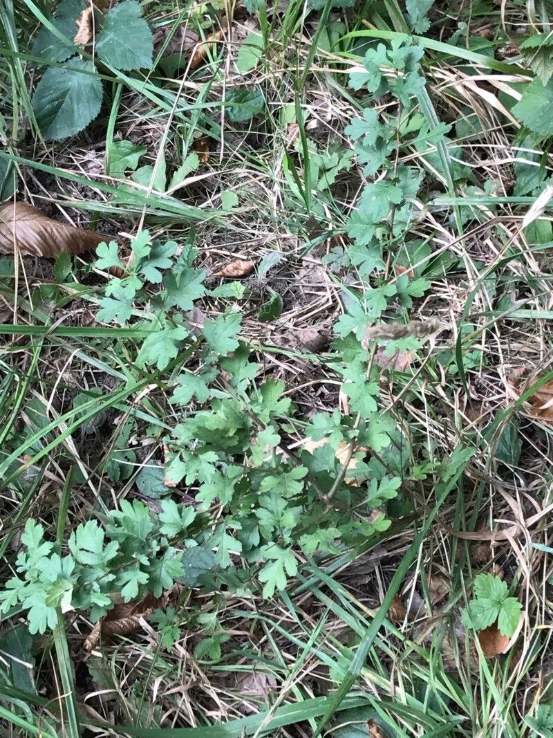 Crataegus rosiformis leaf