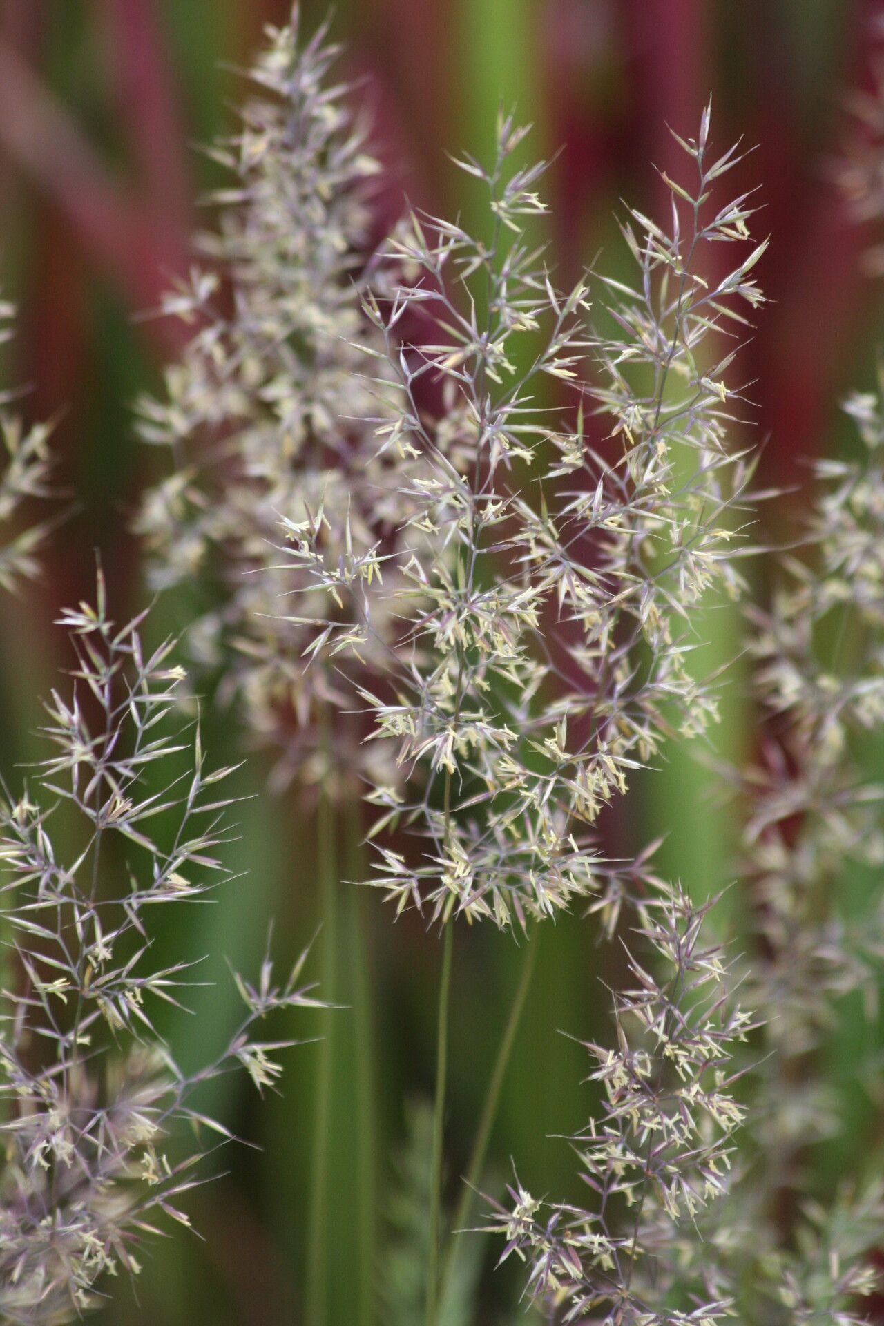 Chaetopogon fasciculatus — search result for 'Croatia'