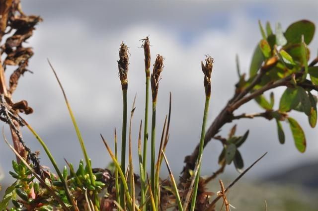 Carex simpliciuscula habit