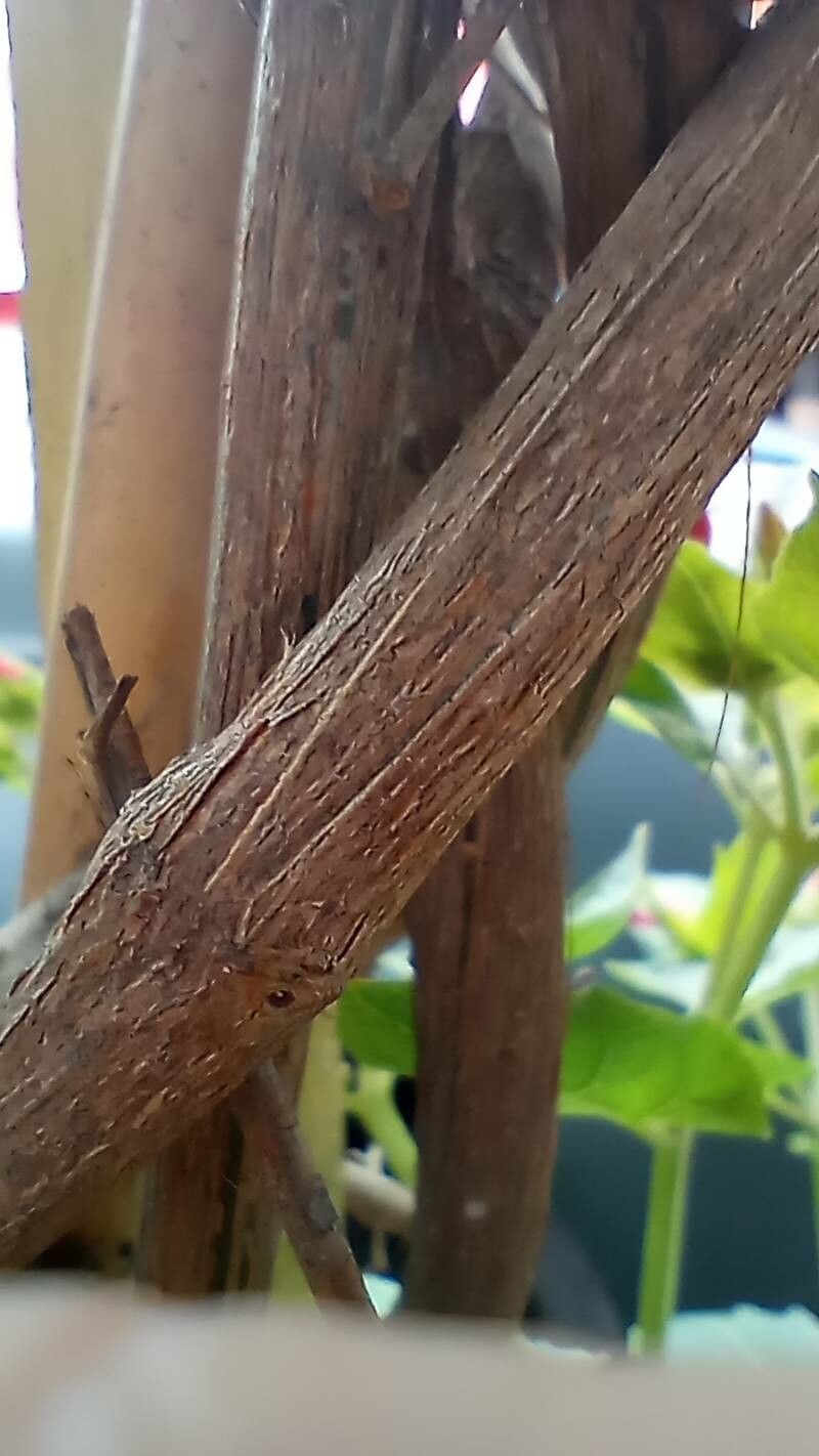 Bignonia magnifica bark