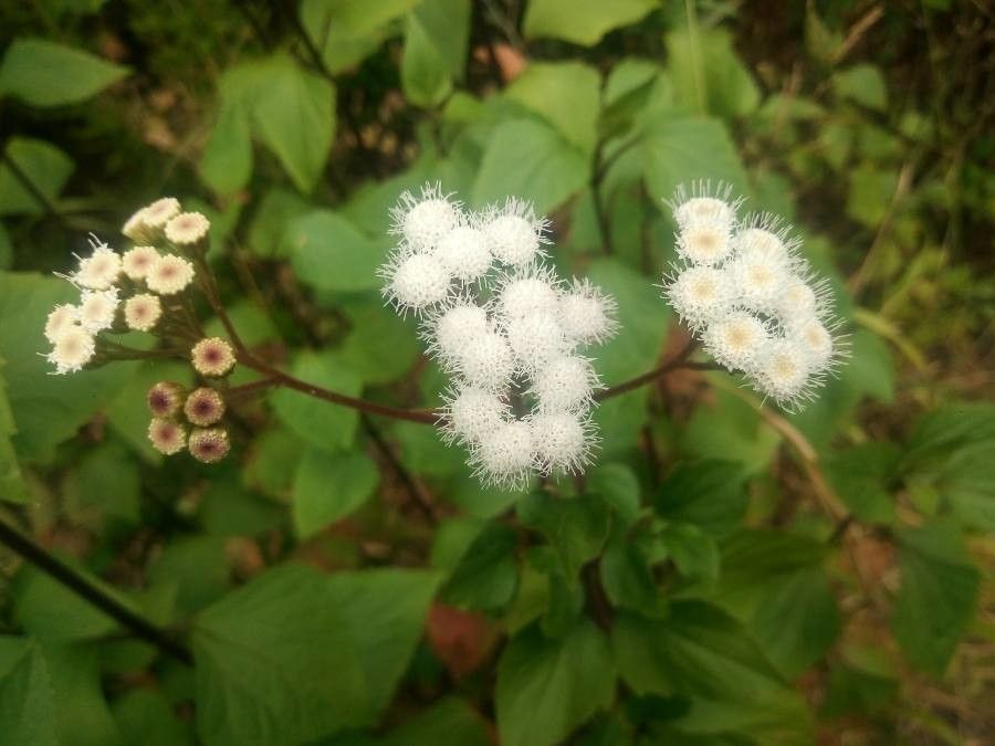 Ageratina adenophora flower