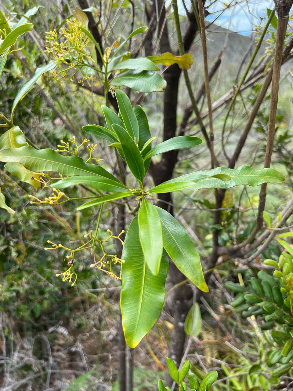 Alstonia lenormandii — search result for 'Alstonia'