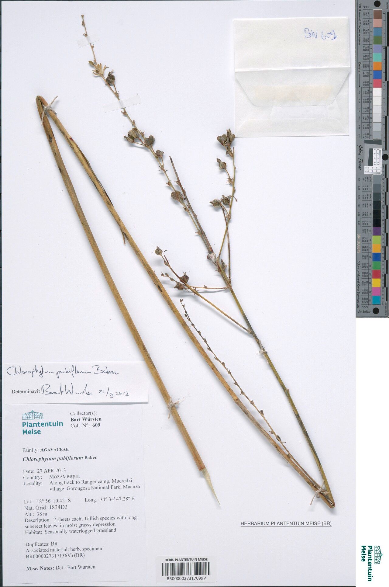 Chlorophytum pubiflorum — search result for 'Chlorophytum'