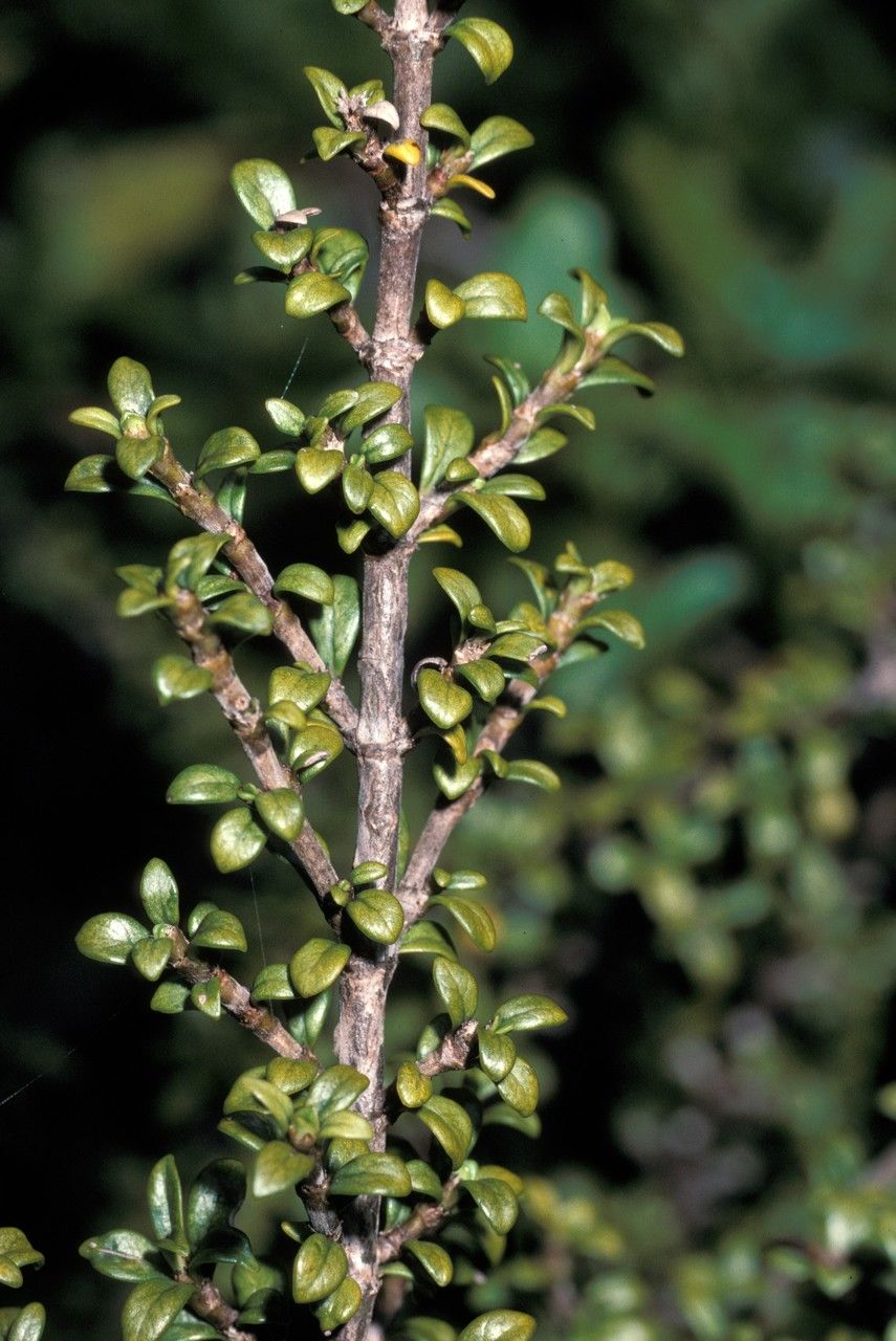 Coprosma pseudocuneata bark