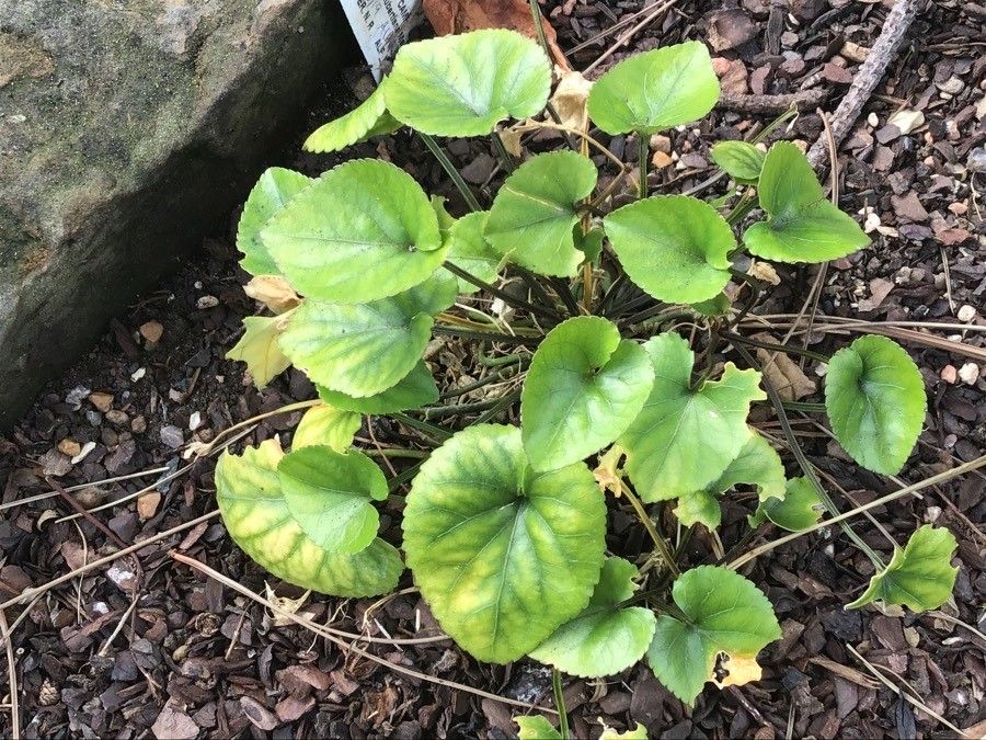 Viola jaubertiana — houseplant care guide