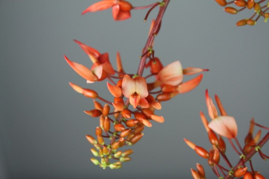 Strongylodon lucidus flower