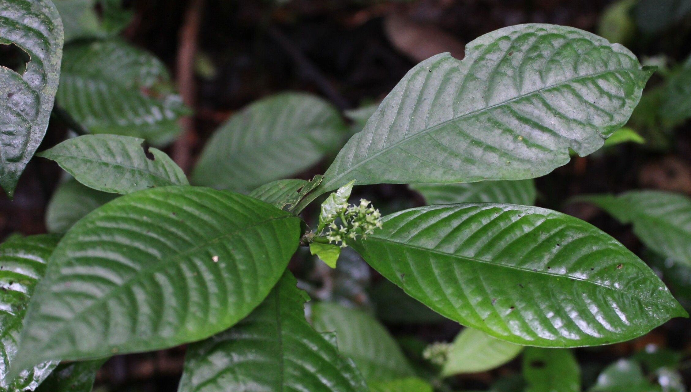 Psychotria cornuta — houseplant care guide