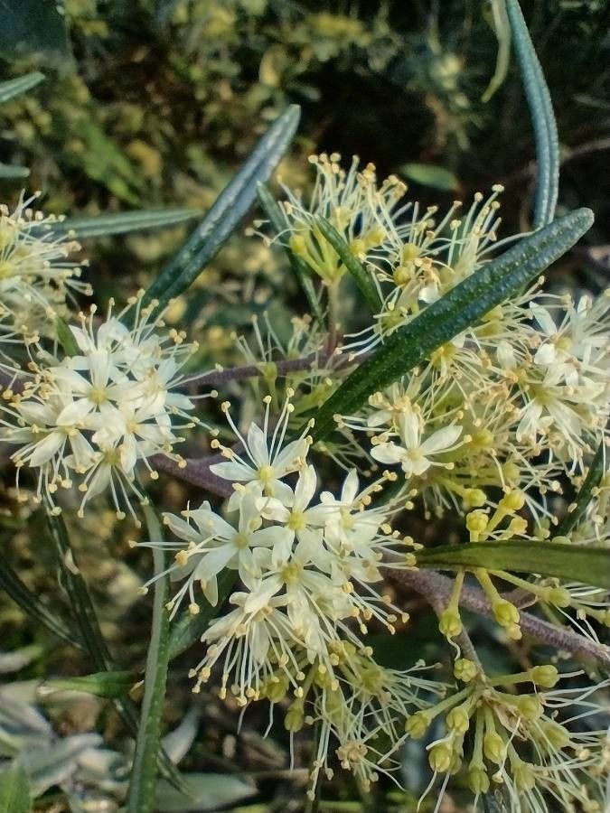 Leionema dentatum — houseplant care guide