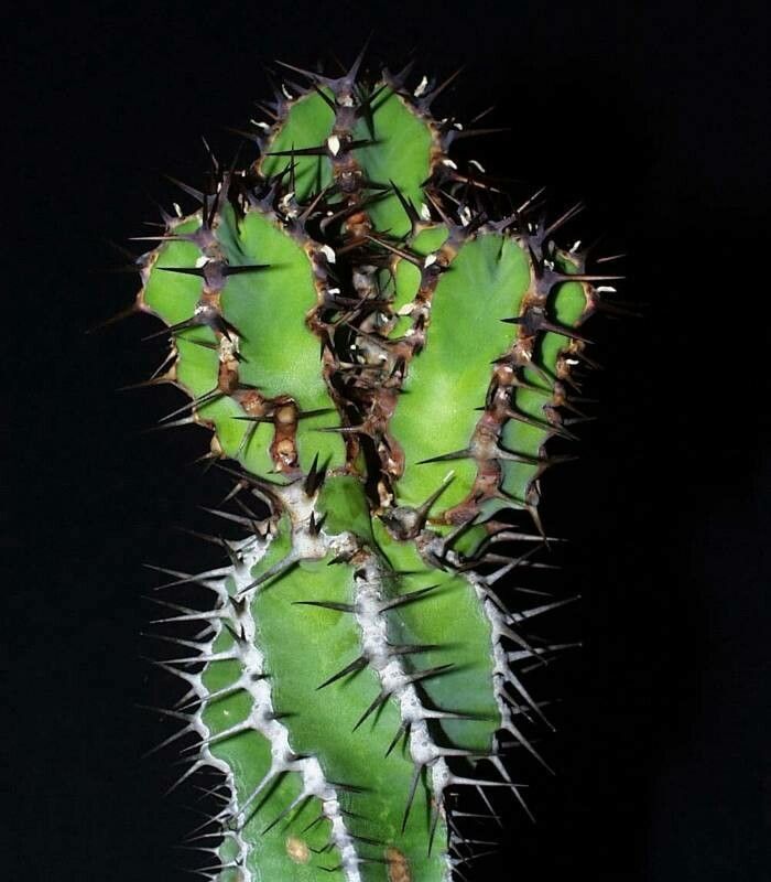 Euphorbia hottentota — houseplant care guide