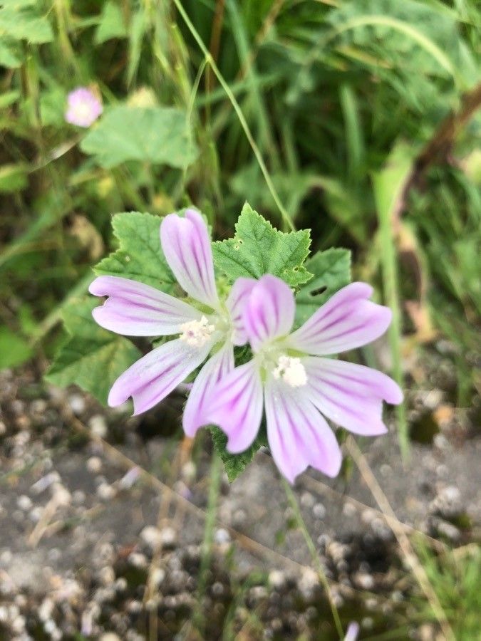 Malva multiflora flower