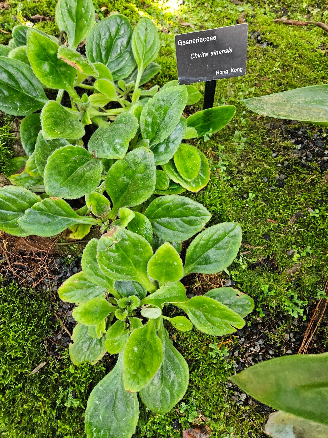 Primulina dryas habit