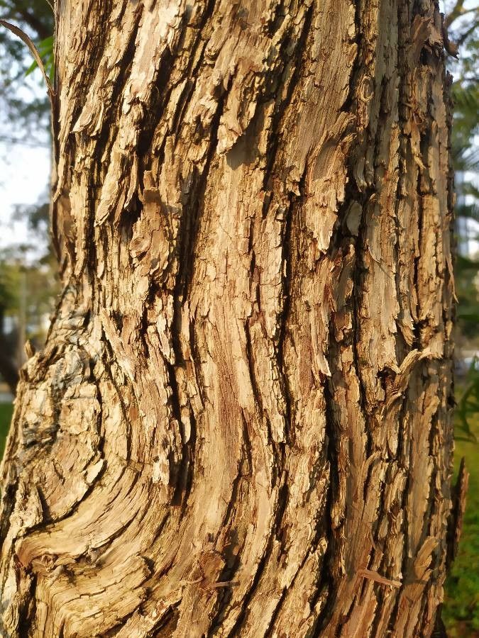 Callistemon lanceolatus bark