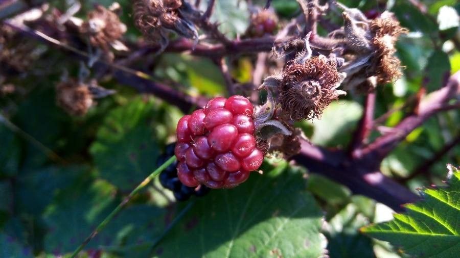Rubus discolor fruit