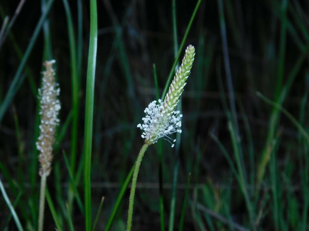 Plantago schwarzenbergiana flower